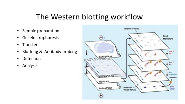 western blotting