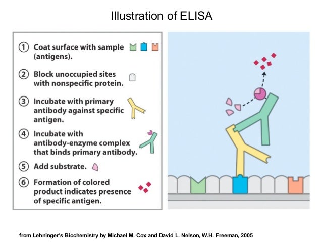western blotting