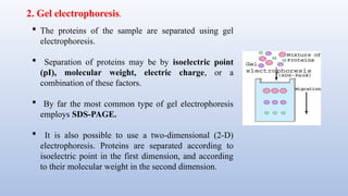 2. Gel electrophoresis.
 The proteins of the sample are separated using gel
electrophoresis.
 Separation of proteins may be by isoelectric point
(pI), molecular weight, electric charge, or a
combination of these factors.
 By far the most common type of gel electrophoresis
employs SDS-PAGE.
 It is also possible to use a two-dimensional (2-D)
electrophoresis. Proteins are separated according to
isoelectric point in the first dimension, and according
to their molecular weight in the second dimension.
 