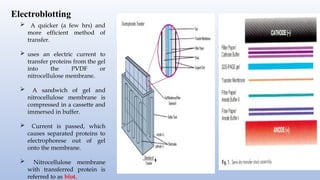  A quicker (a few hrs) and
more efficient method of
transfer.
 uses an electric current to
transfer proteins from the gel
into the PVDF or
nitrocellulose membrane.
 A sandwich of gel and
nitrocellulose membrane is
compressed in a cassette and
immersed in buffer.
 Current is passed, which
causes separated proteins to
electrophorese out of gel
onto the membrane.
 Nitrocellulose membrane
with transferred protein is
referred to as blot.
Electroblotting
 