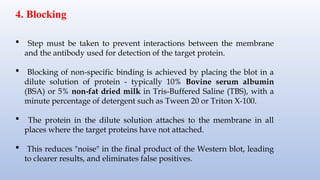 4. Blocking
 Step must be taken to prevent interactions between the membrane
and the antibody used for detection of the target protein.
 Blocking of non-specific binding is achieved by placing the blot in a
dilute solution of protein - typically 10% Bovine serum albumin
(BSA) or 5% non-fat dried milk in Tris-Buffered Saline (TBS), with a
minute percentage of detergent such as Tween 20 or Triton X-100.
 The protein in the dilute solution attaches to the membrane in all
places where the target proteins have not attached.
 This reduces "noise" in the final product of the Western blot, leading
to clearer results, and eliminates false positives.
 