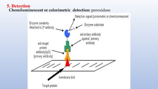 5. Detection
Chemiluminescent or colorimetric detection: peroxidase
 
