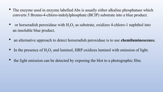  The enzyme used in enzyme labelled Abs is usually either alkaline phosphatase which
converts 5 Bromo-4-chloro-indolylphosphate (BCIP) substrate into a blue product.
 or horseradish peroxidase with H2O2 as substrate, oxidizes 4-chloro-1 naphthol into
an insoluble blue product.
 an alternative approach to detect horseradish peroxidase is to use chemiluminescence.
 In the presence of H2O2 and luminol, HRP oxidizes luminol with emission of light.
 the light emission can be detected by exposing the blot to a photographic film.
 
