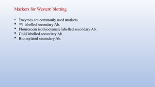 Markers for Western blotting
 Enzymes are commonly used markers,
 125
I labelled secondary Ab.
 Flourescein isothiocyanate labelled secondary Ab.
 Gold labelled secondary Ab.
 Biotinylated secondary Ab.
 