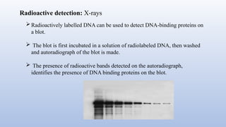 Radioactive detection: X-rays
Radioactively labelled DNA can be used to detect DNA-binding proteins on
a blot.
 The blot is first incubated in a solution of radiolabeled DNA, then washed
and autoradiograph of the blot is made.
 The presence of radioactive bands detected on the autoradiograph,
identifies the presence of DNA binding proteins on the blot.
 
