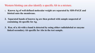 Western blotting can also identify a specific Ab in a mixture.
1. Known Ag of well defined molecular weight are separated by SDS-PAGE and
blotted onto the membrane.
2. Separated bands of known Ag are then probed with sample suspected of
containing Ab specific for Ag.
3. Rxn. of a Ab with a band is detected by using either radiolabeled or enzyme
linked secondary Ab specific for Abs in the test sample.
 