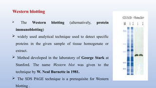 Western blotting
 The Western blotting (alternatively, protein
immunoblotting)
 widely used analytical technique used to detect specific
proteins in the given sample of tissue homogenate or
extract.
 Method developed in the laboratory of George Stark at
Stanford. The name Western blot was given to the
technique by W. Neal Burnette in 1981.
 The SDS PAGE technique is a prerequisite for Western
blotting .
 