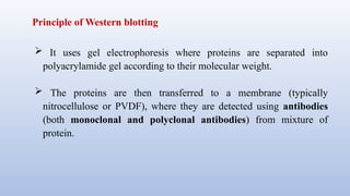 Principle of Western blotting
 It uses gel electrophoresis where proteins are separated into
polyacrylamide gel according to their molecular weight.
 The proteins are then transferred to a membrane (typically
nitrocellulose or PVDF), where they are detected using antibodies
(both monoclonal and polyclonal antibodies) from mixture of
protein.
 