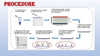 Procedure
 