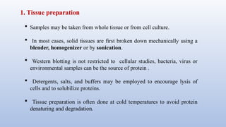 1. Tissue preparation
 Samples may be taken from whole tissue or from cell culture.
 In most cases, solid tissues are first broken down mechanically using a
blender, homogenizer or by sonication.
 Western blotting is not restricted to cellular studies, bacteria, virus or
environmental samples can be the source of protein .
 Detergents, salts, and buffers may be employed to encourage lysis of
cells and to solubilize proteins.
 Tissue preparation is often done at cold temperatures to avoid protein
denaturing and degradation.
 