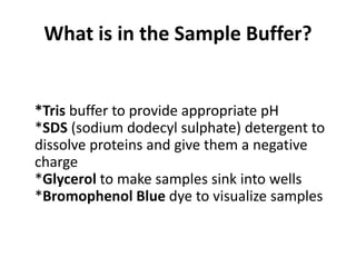 What is in the Sample Buffer?
*Tris buffer to provide appropriate pH
*SDS (sodium dodecyl sulphate) detergent to
dissolve proteins and give them a negative
charge
*Glycerol to make samples sink into wells
*Bromophenol Blue dye to visualize samples
 