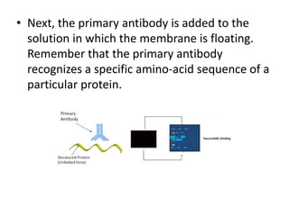 • Next, the primary antibody is added to the
solution in which the membrane is floating.
Remember that the primary antibody
recognizes a specific amino-acid sequence of a
particular protein.
 