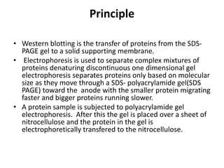 Principle
• Western blotting is the transfer of proteins from the SDS-
PAGE gel to a solid supporting membrane.
• Electrophoresis is used to separate complex mixtures of
proteins denaturing discontinuous one dimensional gel
electrophoresis separates proteins only based on molecular
size as they move through a SDS- polyacrylamide gel(SDS
PAGE) toward the anode with the smaller protein migrating
faster and bigger proteins running slower.
• A protein sample is subjected to polyacrylamide gel
electrophoresis. After this the gel is placed over a sheet of
nitrocellulose and the protein in the gel is
electrophoretically transfered to the nitrocellulose.
 
