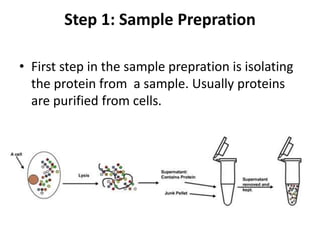Step 1: Sample Prepration
• First step in the sample prepration is isolating
the protein from a sample. Usually proteins
are purified from cells.
 