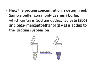 • Next the protein concentration is determined.
Sample buffer commonly Leammli buffer,
which contains Sodium dodecyl Sulpate (SDS)
and beta- mercaptoethanol (BME) is added to
the protein suspension
 