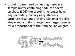 • proteins denatured by heating them in a
sample buffer containing sodium dodecyl
sulphate (SDS)-the proteins no longer have
any secondary, tertiary or quaternary
structure resultant proteins take on a rod-like
shape and a uniform negative charge-to-mass
ratio proportional to their molecular weights
 