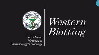 Western
Blotting
Ankit Mehra
PC/2022/202
Pharmacology & toxicology
 