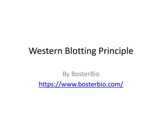 Western Blotting Principle
By BosterBio
https://www.bosterbio.com/
 
