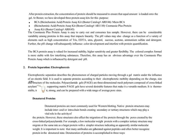 Western blotting principle | PPTX