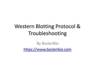 Western Blotting Protocol &
Troubleshooting
By BosterBio
https://www.bosterbio.com
 