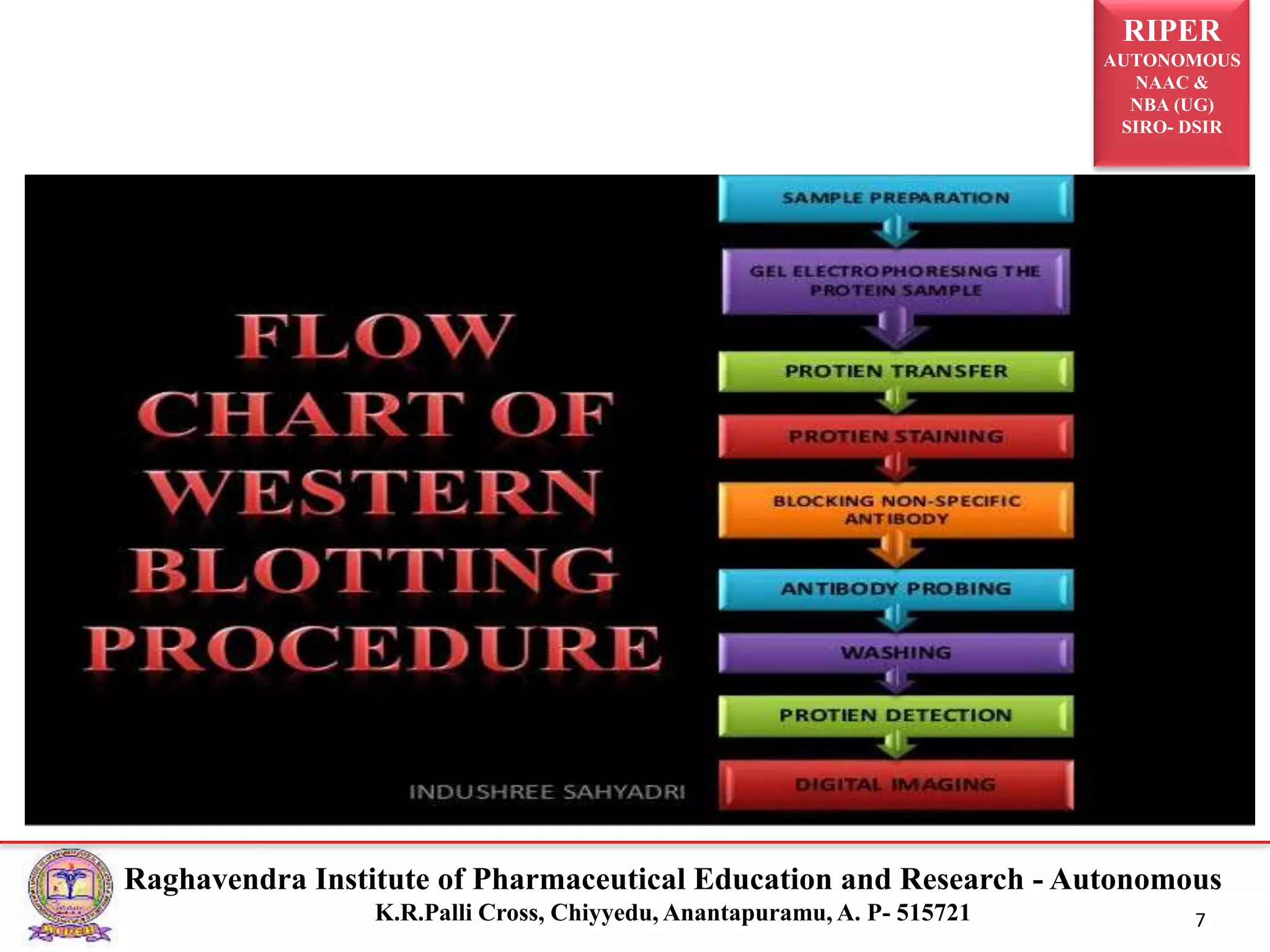 Western Blotting Technique. | PPTX