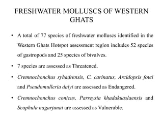 FRESHWATER MOLLUSCS OF WESTERN 
GHATS 
• A total of 77 species of freshwater molluscs identified in the 
Western Ghats Hotspot assessment region includes 52 species 
of gastropods and 25 species of bivalves. 
• 7 species are assessed as Threatened. 
• Cremnochonchus syhadrensis, C. carinatus, Arcidopsis fotei 
and Pseudomulleria dalyi are assessed as Endangered. 
• Cremnochonchus conicus, Parreysia khadakuaslaensis and 
Scaphula nagarjunai are assessed as Vulnerable. 
 