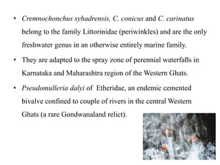 • Cremnochonchus syhadrensis, C. conicus and C. carinatus 
belong to the family Littorinidae (periwinkles) and are the only 
freshwater genus in an otherwise entirely marine family. 
• They are adapted to the spray zone of perennial waterfalls in 
Karnataka and Maharashtra region of the Western Ghats. 
• Pseudomulleria dalyi of Etheridae, an endemic cemented 
bivalve confined to couple of rivers in the central Western 
Ghats (a rare Gondwanaland relict). 
 