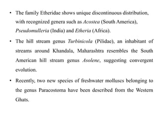 • The family Etheridae shows unique discontinuous distribution, 
with recognized genera such as Acostea (South America), 
Pseudomulleria (India) and Etheria (Africa). 
• The hill stream genus Turbinicola (Pilidae), an inhabitant of 
streams around Khandala, Maharashtra resembles the South 
American hill stream genus Asolene, suggesting convergent 
evolution. 
• Recently, two new species of freshwater molluscs belonging to 
the genus Paracostoma have been described from the Western 
Ghats. 
 
