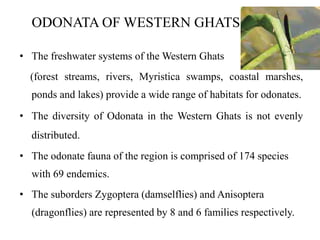 ODONATA OF WESTERN GHATS 
• The freshwater systems of theWestern Ghats 
(forest streams, rivers, Myristica swamps, coastal marshes, 
ponds and lakes) provide a wide range of habitats for odonates. 
• The diversity of Odonata in the Western Ghats is not evenly 
distributed. 
• The odonate fauna of the region is comprised of 174 species 
with 69 endemics. 
• The suborders Zygoptera (damselflies) and Anisoptera 
(dragonflies) are represented by 8 and 6 families respectively. 
 