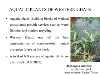 AQUATIC PLANTS OF WESTERN GHATS 
• Aquatic plants (building blocks of wetland 
ecosystems) provide services such as water 
filtration and nutrient recycling. 
• Western Ghats, one of the best 
representatives of non-equatorial tropical 
evergreen forests in the world. 
• A total of 608 species of aquatic plants are 
identified (IUCN 2001). 
Aponogeton satarensis 
in ephemeral pool. 
Image courtesy: Sanjay Thakur 
 