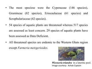 • The most speciose were the Cyperaceae (146 species), 
Gramineae (82 species), Eriocaulaceae (61 species) and 
Scrophulariaceae (42 species). 
• 54 species of aquatic plants are threatened whereas 517 species 
are assessed as least concern. 29 species of aquatic plants have 
been assessed as Data Deficient. 
• All threatened species are endemic to the Western Ghats region 
except Farmeria metzgerioides. 
Wiesneria triandra in a lateritic pool. 
Image courtesy: Ashok Captain 
 