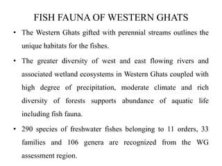 FISH FAUNA OF WESTERN GHATS 
• The Western Ghats gifted with perennial streams outlines the 
unique habitats for the fishes. 
• The greater diversity of west and east flowing rivers and 
associated wetland ecosystems in Western Ghats coupled with 
high degree of precipitation, moderate climate and rich 
diversity of forests supports abundance of aquatic life 
including fish fauna. 
• 290 species of freshwater fishes belonging to 11 orders, 33 
families and 106 genera are recognized from the WG 
assessment region. 
 