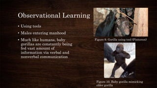 Observational Learning
• Using tools
• Males entering manhood
• Much like humans, baby
gorillas are constantly being
fed vast amount of
information via verbal and
nonverbal communication
Figure 9. Gorilla using tool (Pinterest)
Figure 10. Baby gorilla mimicking
older gorilla
 
