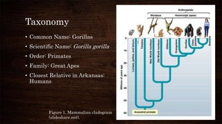 Taxonomy
• Common Name: Gorillas
• Scientific Name: Gorilla gorilla
• Order: Primates
• Family: Great Apes
• Closest Relative in Arkansas:
Humans
Figure 1. Mammalian cladogram
(slideshare.net).
 
