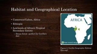 Habitat and Geographical Location
• Cameroon/Gabon, Africa
• Ethiopia
• Lowlands of Africa’s Tropical
Secondary forests
– Dense forest -perfect for Gorilla’s
diet
Figure 2. Gorilla Geographic Habitat
(Zoo.org)
 
