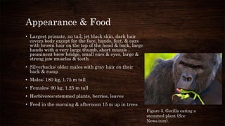 Appearance & Food
• Largest primate, no tail, jet black skin, dark hair
covers body except for the face, hands, feet, & ears
with brown hair on the top of the head & back, large
hands with a very large thumb, short muzzle ,
prominent brow bridge, small ears & eyes, large &
strong jaw muscles & teeth
• Silverbacks: older males with gray hair on their
back & rump
• Males: 180 kg, 1.75 m tall
• Females: 90 kg, 1.25 m tall
• Herbivores-stemmed plants, berries, leaves
• Feed in the morning & afternoon 15 m up in trees
Figure 3. Gorilla eating a
stemmed plant (Sce-
News.com).
 