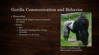 Gorilla Communication and Behavior
• Nonverbal
– ‘Silver back’ depicts sexual maturity
for males
– Power
• Size
• Protection -beating chest; charge
intruders
• Dominance in the troop
Figure 4. Gorilla gorilla
(BetterLIfeCoachingBlog)
 