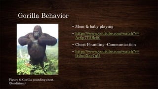 Gorilla Behavior
• Mom & baby playing
• https://www.youtube.com/watch?v=
Ac6p7T2Bc00
• Chest Pounding -Communication
• https://www.youtube.com/watch?v=
lk2udXac7nU
Figure 6. Gorilla pounding chest
(Sendirimu)
 