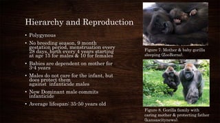 Hierarchy and Reproduction
• Polygynous
• No breeding season, 9 month
gestation period, menstruation every
28 days, birth every 4 years starting
at age 15 for males & 10 for females
• Babies are dependent on mother for
3-4 years
• Males do not care for the infant, but
does protect them
against infanticide males
• New Dominant male commits
infanticide
• Average lifespan: 35-50 years old
Figure 7. Mother & baby gorilla
sleeping (ZooBorns).
Figure 8. Gorilla family with
caring mother & protecting father
(kansascitynews).
 