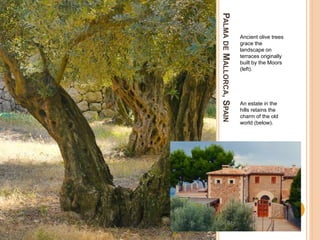 PALMADEMALLORCA,SPAIN
Ancient olive trees
grace the
landscape on
terraces originally
built by the Moors
(left).
An estate in the
hills retains the
charm of the old
world (below).
 