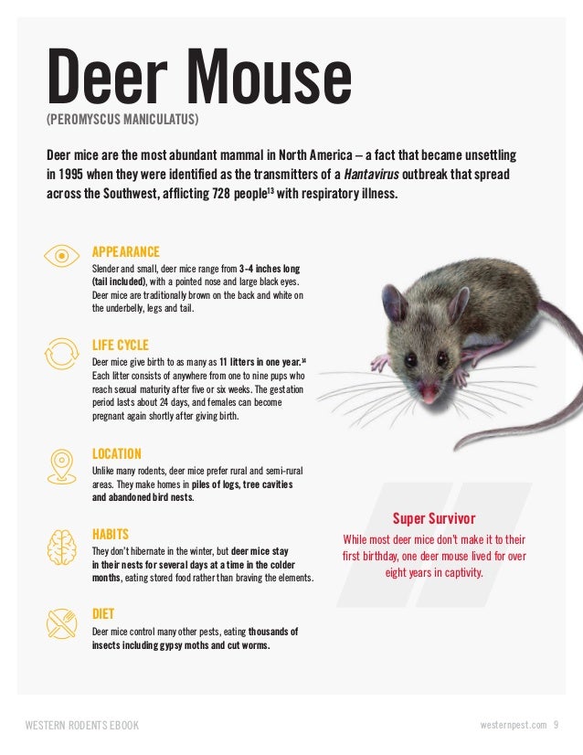 Western S Rodent E Book Don T Let Rodents Ruin Your Brand