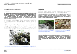 PLAN LOCAL D'URBANISME DE LA COMMUNE DE WESTHOFFEN
Rapport de présentation                                                                                                            ETAT INITIAL DE L'ENVIRONNEMENT




c) LES AMPHIBIENS ET LES REPTILES                                                   Les Reptiles
                                                                                    Les friches, les prés, les voies ferrées, les blocs de pierre, les murets et les
Les Batraciens                                                                      pierriers ont été particulièrement visités pour la recherche de Reptiles.
Les Batraciens sont strictement dépendants des milieux aquatiques, du moins
pour la ponte des œufs. La détermination des espèces peut se faire à vue ou         Les investigations de terrain réalisées en 2011 n’ont pas permis de mettre en
au chant (écoute nocturne). Toutefois, pour les têtards et les larves de tritons,   évidence la présence de reptiles sur le ban communal. Toutefois, il est fort
il est préférable de réaliser des pêches à l’épuisette pour éviter toute            probable que des espèces comme l’Orvet fragile, le Lézard des murailles ou
confusion. Ainsi, l’ensemble des zones en eau présentes sur le territoire           encore le Lézard des souches soient présents.
communal ont été prospectées.

Les investigations de terrain de 2011 ont porté uniquement sur les zones en
eau hors forêt communale de Westhoffen. Aucune espèce n’a été mise en
évidence.

La forêt communale de Westhoffen présente un réseau important de mares
dont l’origine est pour la plupart anthropique. Elles sont entre autre un lieu de
reproduction privilégié d’un grand nombre de batraciens et notamment de la
Grenouille rousse, du Crapaud commun, du Triton alpestre et du Triton palmé.

                                                                                    Lézard des murailles (© Laurent MEYER,   Lézard des souches (© Laurent MEYER,
                                                                                    Podarcis muralis, Alsace, 2011)          Lacerta agilis, Alsace, 2011)



                                                                                    Ces trois espèces sont communes dans la région. En effet, ces reptiles ont la
                                                                                    capacité de s’adapter à un très grand nombre de milieux. Il s’agit d’espèces
                                                                                    ubiquistes. Ainsi, on les retrouve aussi bien sur les friches, que dans les
                                                                                    milieux anthropisés, les talus, les pierriers, les murets ou encore les voies
                                                                                    ferrées.




Triton alpestre mâle (© Laurent MEYER, Ichtyhosaura alpestris Vosges, 2011)




86/107                                                                                                                                             OTE INGÉNIERIE
02/05/2012
 