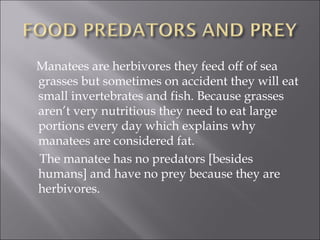 West indian manatee by alex s. | PPT