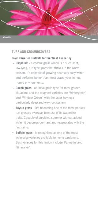 Waterlily




            TURF AND GROUNDCOVERS
            Lawn varieties suitable for the West Kimberley
            ~ Paspalum - a coastal grass which is a succulent,
               low-lying, turf type grass that thrives in the warm
               season. It’s capable of growing near very salty water
               and performs better than most grass types in hot,
               humid environments.
            ~ Couch grass - an ideal grass type for most garden
               situations and the toughest varieties are ‘Wintergreen’
               and ‘Windsor Green’, with the latter having a
               particularly deep and wiry root system.
            ~ Zoysia grass - fast becoming one of the most popular
               turf grasses overseas because of its waterwise
               traits. Capable of surviving summer without added
               water, it becomes dormant and regenerates with the
               ﬁrst rains.
            ~ Buffalo grass - is recognised as one of the most
               waterwise varieties available to home gardeners.
               Best varieties for this region include ‘Palmetto’ and
               ‘Sir Walter’.
 