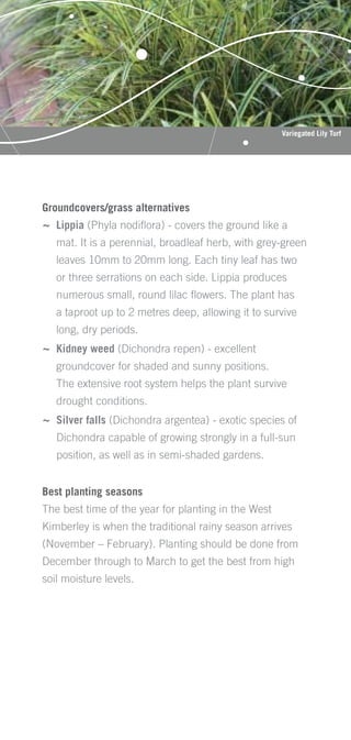 Variegated Lily Turf




Groundcovers/grass alternatives
~ Lippia (Phyla nodiﬂora) - covers the ground like a
   mat. It is a perennial, broadleaf herb, with grey-green
   leaves 10mm to 20mm long. Each tiny leaf has two
   or three serrations on each side. Lippia produces
   numerous small, round lilac ﬂowers. The plant has
   a taproot up to 2 metres deep, allowing it to survive
   long, dry periods.
~ Kidney weed (Dichondra repen) - excellent
   groundcover for shaded and sunny positions.
   The extensive root system helps the plant survive
   drought conditions.
~ Silver falls (Dichondra argentea) - exotic species of
   Dichondra capable of growing strongly in a full-sun
   position, as well as in semi-shaded gardens.


Best planting seasons
The best time of the year for planting in the West
Kimberley is when the traditional rainy season arrives
(November – February). Planting should be done from
December through to March to get the best from high
soil moisture levels.
 