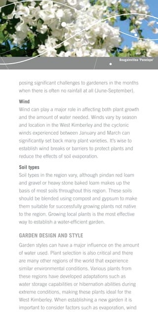 Bougainvillea 'Penelope'




posing signiﬁcant challenges to gardeners in the months
when there is often no rainfall at all (June-September).

Wind
Wind can play a major role in affecting both plant growth
and the amount of water needed. Winds vary by season
and location in the West Kimberley and the cyclonic
winds experienced between January and March can
signiﬁcantly set back many plant varieties. It’s wise to
establish wind breaks or barriers to protect plants and
reduce the effects of soil evaporation.

Soil types
Soil types in the region vary, although pindan red loam
and gravel or heavy stone baked loam makes up the
basis of most soils throughout this region. These soils
should be blended using compost and gypsum to make
them suitable for successfully growing plants not native
to the region. Growing local plants is the most effective
way to establish a water-efﬁcient garden.

GARDEN DESIGN AND STYLE
Garden styles can have a major inﬂuence on the amount
of water used. Plant selection is also critical and there
are many other regions of the world that experience
similar environmental conditions. Various plants from
these regions have developed adaptations such as
water storage capabilities or hibernation abilities during
extreme conditions, making these plants ideal for the
West Kimberley. When establishing a new garden it is
important to consider factors such as evaporation, wind
 