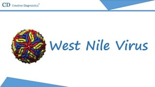 West Nile Virus
 