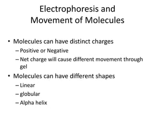 Electrophoresis and
Movement of Molecules
• Molecules can have distinct charges
– Positive or Negative
– Net charge will cause different movement through
gel
• Molecules can have different shapes
– Linear
– globular
– Alpha helix
+
 