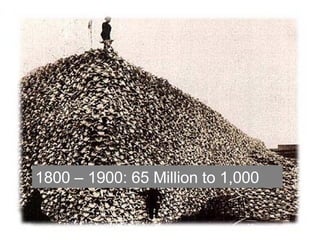 1800 – 1900: 65 Million to 1,000 