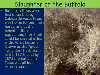 Slaughter of the Buffalo
• Buffalo in Texas were
  first described by
  Cabeza de Vaca. Texas
  was home to four main
  herds, and at the
  height of their
  population, their trails
  could be several miles
  wide. What became
  known as the "great
  slaughter" took place
  in the 1870s, and by
  1878 the buffalo in
  Texas was all but
  exterminated.
 